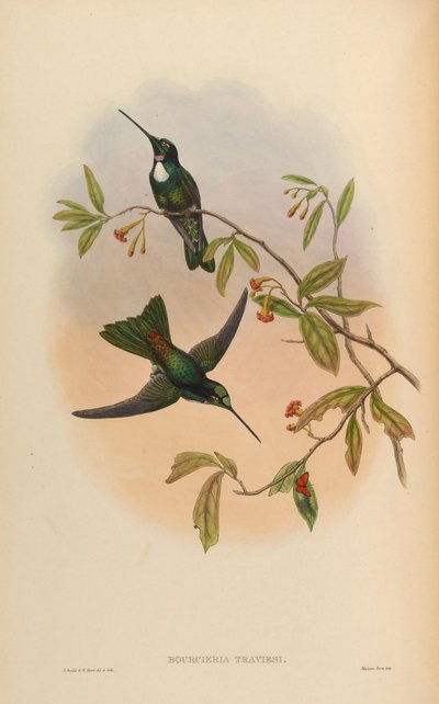 Bourcieria insectivora = Coeligena torquata torquata by John Gould